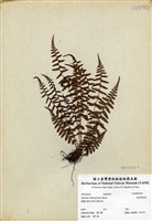 藏品(逆葉蹄蓋蕨)的圖片